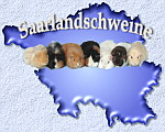 Saarlandschweine